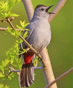 Catbird Singing On A branch Diamond Paintings