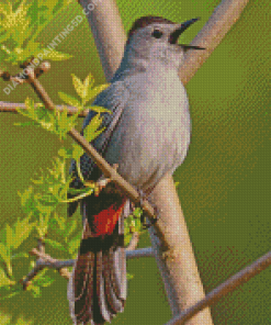 Catbird Singing On A branch Diamond Paintings