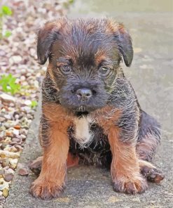 Close Up Border Terrier Puppy Diamond Paintings