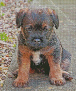 Close Up Border Terrier Puppy Diamond Paintings