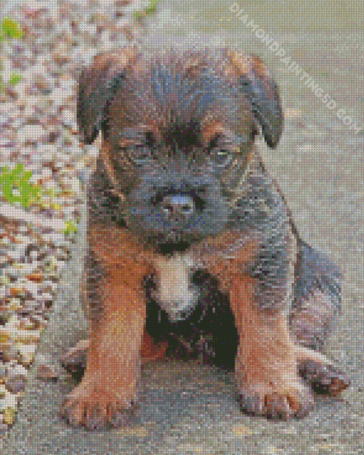 Close Up Border Terrier Puppy Diamond Paintings