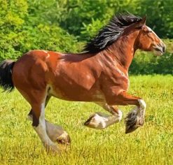 Clydesdale Horse Running Diamond Paintings