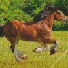 Clydesdale Horse Running Diamond Paintings