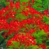 Red Flamboyant Tree Diamond Paintings