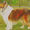 Rough Collie Dog Diamond Paintings