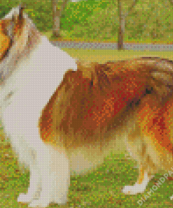 Rough Collie Dog Diamond Paintings