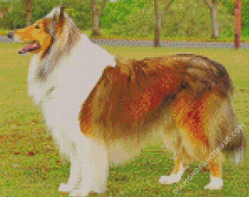 Rough Collie Dog Diamond Paintings