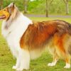 Rough Collie Dog Diamond Paintings