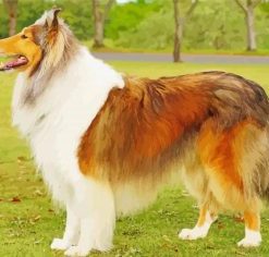 Rough Collie Dog Diamond Paintings