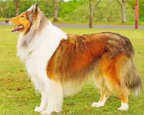 Rough Collie Dog Diamond Paintings