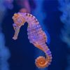 Seahorse Diamond Paintings