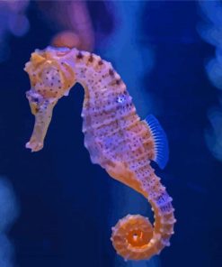 Seahorse Diamond Paintings