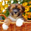 Shorkie In A Basket Diamond Paintings