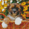 Shorkie In A Basket Diamond Paintings