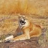 Smiling Lioness Animal Diamond Paintings