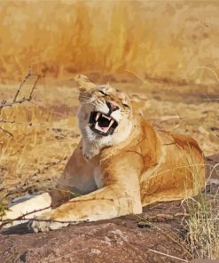 Smiling Lioness Animal Diamond Paintings