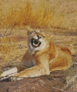 Smiling Lioness Animal Diamond Paintings