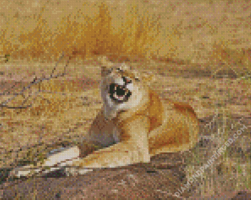 Smiling Lioness Animal Diamond Paintings