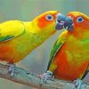 Sun Conure Lovers Diamond Paintings