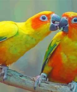 Sun Conure Lovers Diamond Paintings