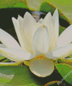 White Tiger Lotus Diamond Paintings