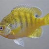 Yellow Bluegill Fish Diamond Paintings