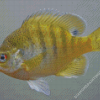 Yellow Bluegill Fish Diamond Paintings