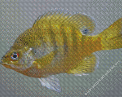 Yellow Bluegill Fish Diamond Paintings