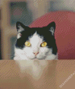 Adorable Tuxedo Cat Diamond Paintings