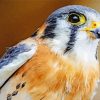 American Kestrel Diamond Paintings