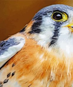 American Kestrel Diamond Paintings