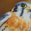 American Kestrel Diamond Paintings