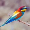 Bee Eater Bird Diamond Paintings