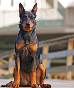 Black And Brown Beauceron Diamond Paintings