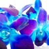 Blue Purple Orchid Diamond Paintings