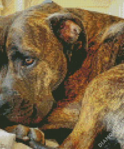 Brindle Pitbull Dog Diamond Paintings