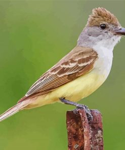 Brown Crested Flycatcher Diamond Paintings