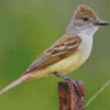 Brown Crested Flycatcher Diamond Paintings