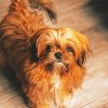 Brown Maltese Shih Tzu Do Diamond Paintings