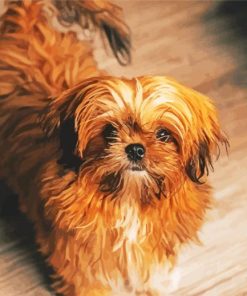 Brown Maltese Shih Tzu Do Diamond Paintings