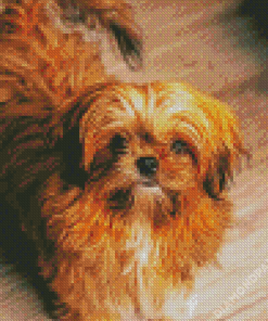 Brown Maltese Shih Tzu Do Diamond Paintings