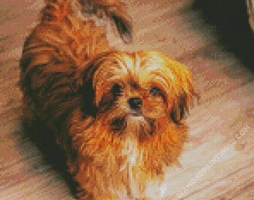 Brown Maltese Shih Tzu Do Diamond Paintings