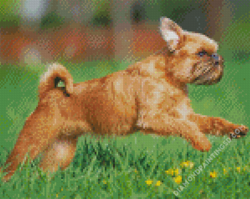 Brussels Griffon Puppy Diamond Paintings