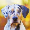 Catahoula Diamond Paintings