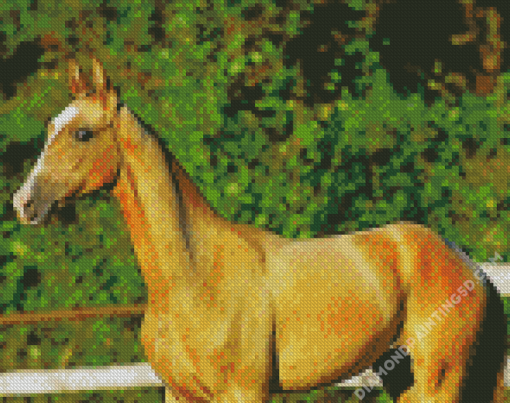 Golden Mare Horse Animal Diamond Paintings