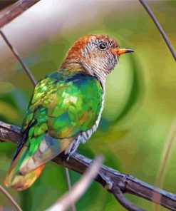 Green Asian Emerald Cuckoo Diamond Paintings