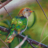 Green Asian Emerald Cuckoo Diamond Paintings