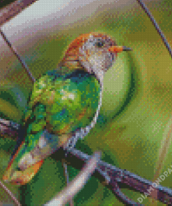 Green Asian Emerald Cuckoo Diamond Paintings