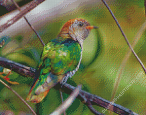 Green Asian Emerald Cuckoo Diamond Paintings