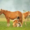 Haflinger Horses Diamond Paintings